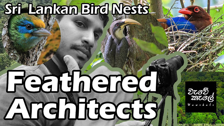 Feathered Architects | Sri Lankan Bird Nests | Wildlife Documentary 🐥🦆🦅 #birds #birdnest #wildlife