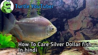 How To Care Silver Dollar Fish In Hindi By Turtle Youtuber