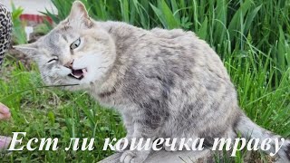 Ест ли кошечка траву