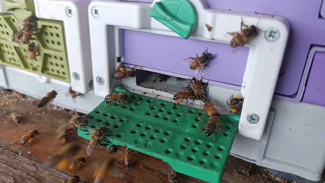 23 Ekim Kovan Kontrolü 🐝 | Belfast & Karnıyol F1 Şurup Verme ve Kışa Hazırlık | Beekeeping #Turkey