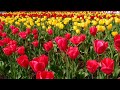 Top 10 Beautiful Flowers in the World | BEAUTY OF NATURE| 4k