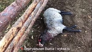 Бродячие собаки загрызли стадо овец около д Тамболес Выксунского района. Бродячие собаки загрызли стадо овец около д Тамболес Выксунского района.