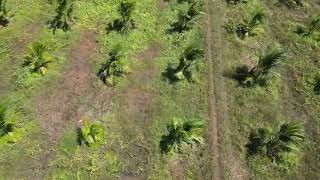 ដីចំការដូង លក់បន្ទាន់/coconut farm for sale