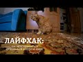 Лайфхак: как избавиться от кошачьей шерсти на ковре