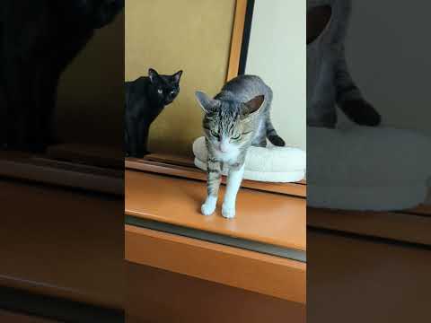 猫の好きすぎて - Cat's love - #Shorts