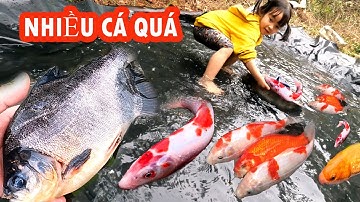 Bắt cá ở vũng nước, cá chép, cá trê, cá vàng, cá koi, con ếch và các loại cá nước ngọt