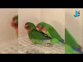 Tingkah Burung Lovebird Saat Kawin