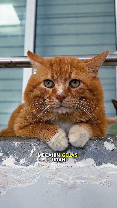 Inpo ani ani woy #cat #catlover #Catvideos #pets #kucing