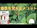 【#97】雑草を覚えるメリット！野菜作りには雑草が必要である！【野菜は小さい方を選びなさい04】