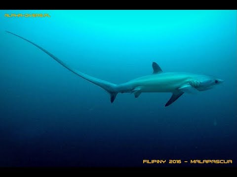 Nurkowanie Filipiny Malapascua Kosogon ALPHA-DIVERS 2016