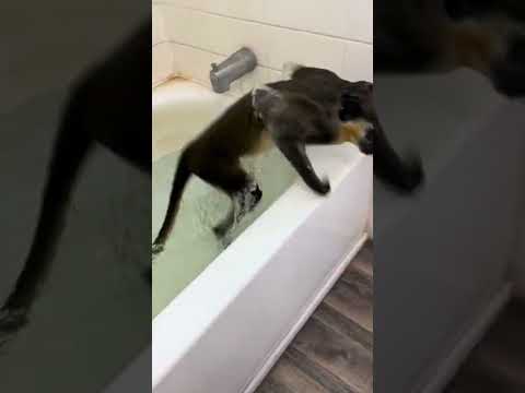 The Monkey Is Bathing In The Bathroom.Обезьяна Купается В Ванной.