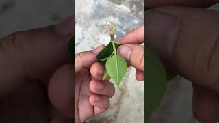 Put confetti leaves in the sand and see how it goes