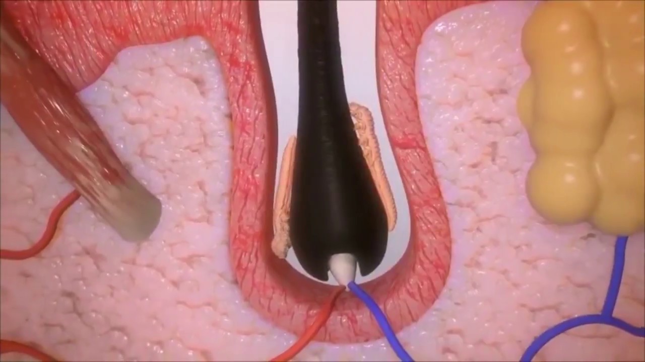 The Mechanics Of Demodex Mites And Humans YouTube The Mechanics Of Demodex Mites And Humans YouTube