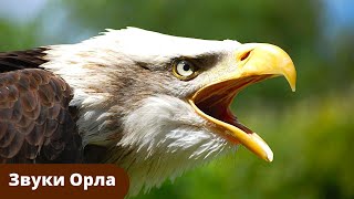 Звук Орла в Небе / Крик орла / Sound Effect Eagle / Sound of Eagle in Sky