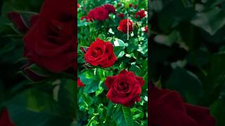 A Paradise of Red Roses 🌹✨ | Beautiful Flowers in 4K