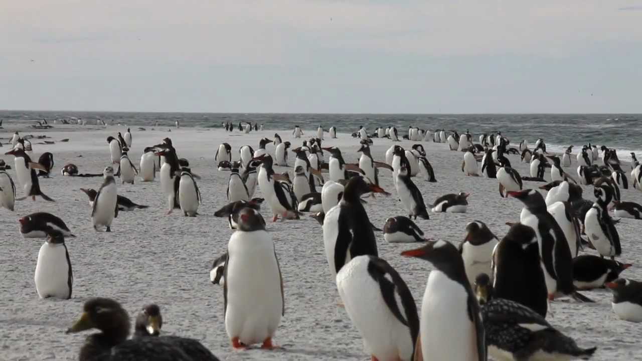 Sea Lion Island - March Of The Penguins