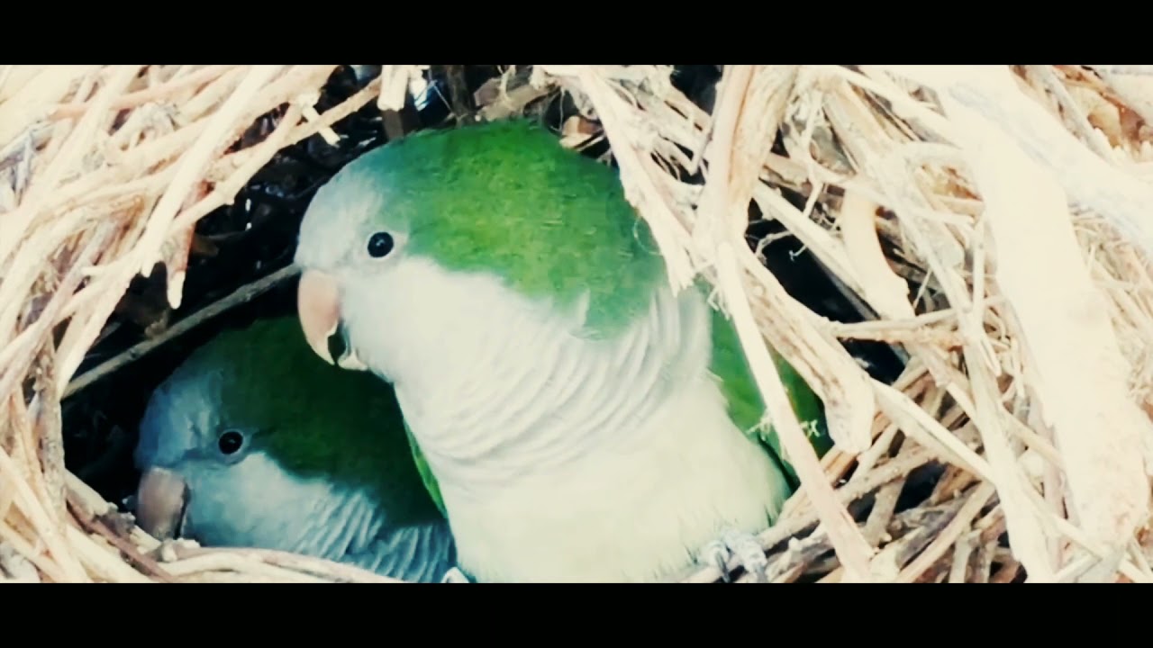 NCS, BIRD sounds, use your background video