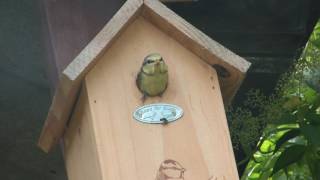 Pimpelmeesjes Wommels