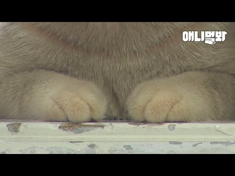 눈 마주치면 큰일나는 고양이라 우선 발만 보여드립니다ㅣWhat Happens When You <strong>Use</strong> A Clip On Cat&amp;#<strong>39</strong>;s Neck