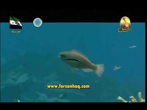 وثائقي خط الاستواء
