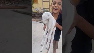 goat cutebaby anuandayumarathichannel reelsvideo marathireels शेळी 