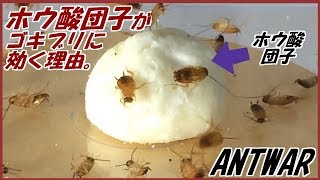 蟻戦争 62 ホウ酸団子がゴキブリに何故効くのか 実際に確かめてみた 編 Why Boric Acid Dumplings Work On Cockroaches Youtube