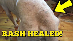Dog Skin INFECTION - Hot Spot REMEDY that REALLY WORKS!