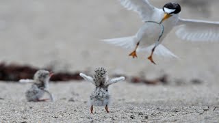 Feeding Time || Least Tern chick gets excited when parents come back with food || #birds #babies