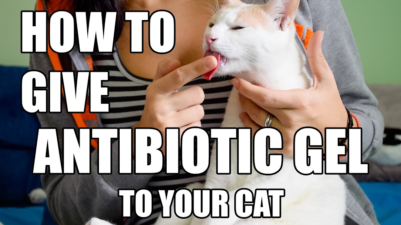 How To Give Antibiotic Gel To Your Cat Youtube