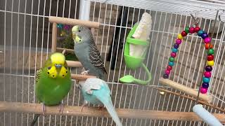 Happy Budgies Sounds | Calling & Playing