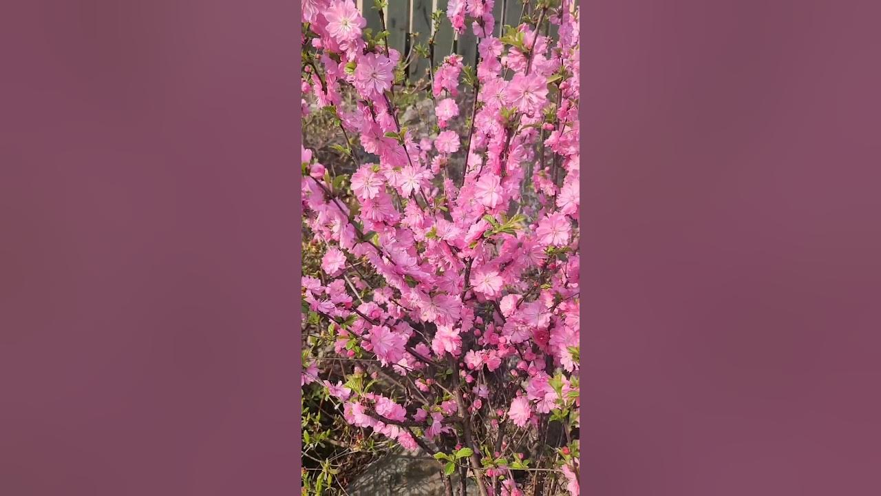 대문 앞 매화🌸(Apricot Flower)~♡ 대문 앞 매화🌸(Apricot Flower)~♡