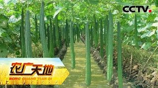 《农广天地》 20180326 丝瓜春提早大棚栽培技术 | CCTV农业