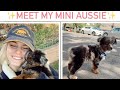 Meet my new miniature ￼Australian ￼￼￼ Shepherd puppy!!