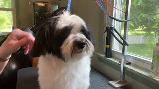 Havanese Pet Face Trim