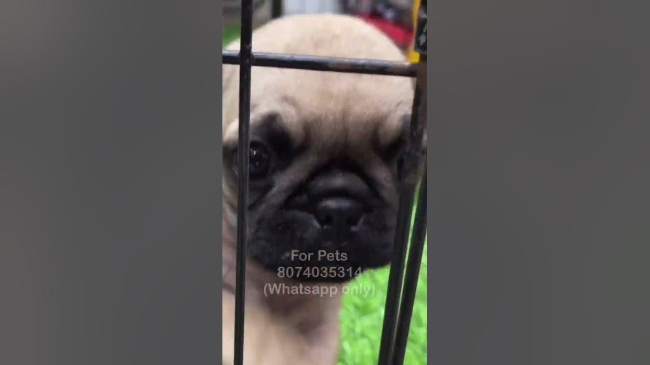 Cute Little Puppies Hyderabad shorts YouTube