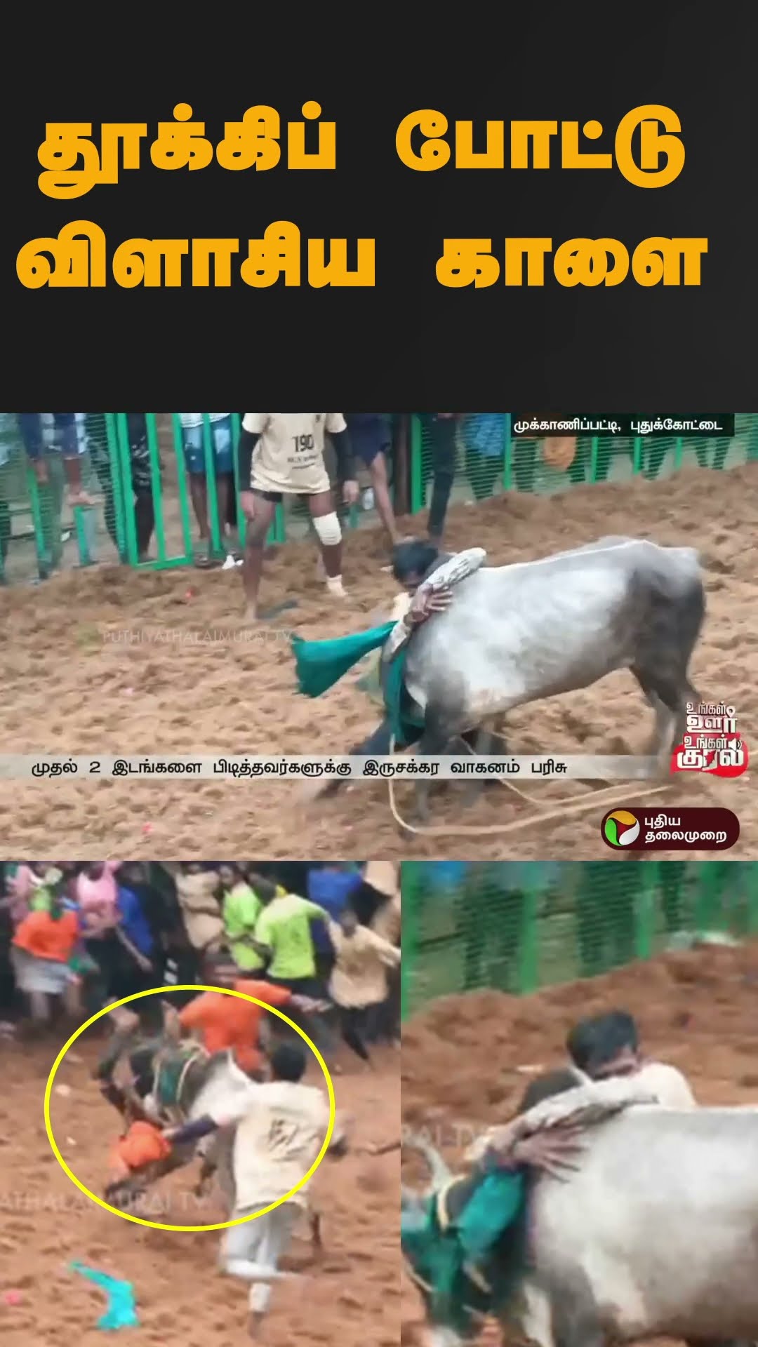 தூக்கிப் போட்டு விளாசிய காளை | #shorts | #pudukottai | #jallikattu