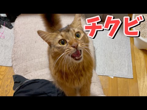 オス猫にもチ◯ビはあるのか?!【ソマリ】