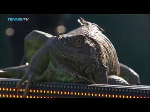 Iguana invades tennis court and runs across it at 2017 Miami Open