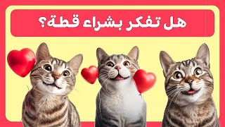 مميزات وعيوب القطط | لا تشتري قطة قبل مشاهدة هذا الفيديو