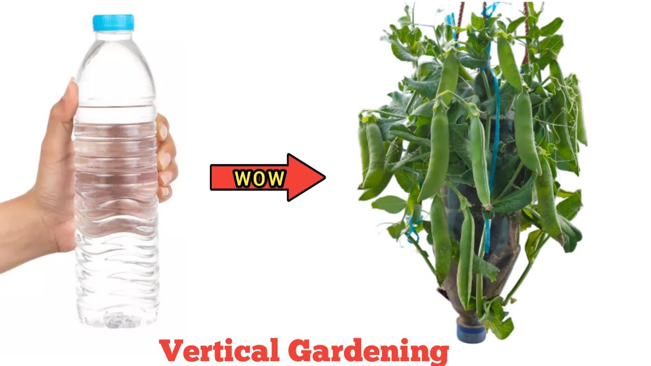 Best Way Of Growing Peas In Plastic bottles // Vertical Gardening