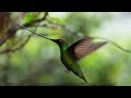 The World's Longest Beak* | Planet Earth II | BBC Earth