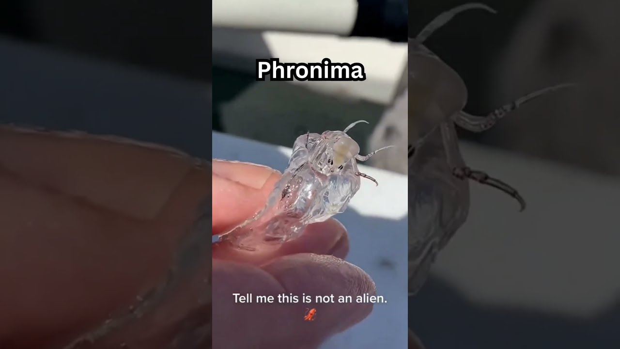 3 Rare Deep Sea Animals Caught While Fishing Shorts