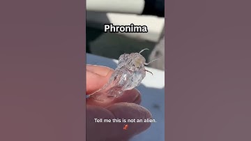 Thumbnail of 3 Rare Deep Sea Animals Caught While Fishing #shorts