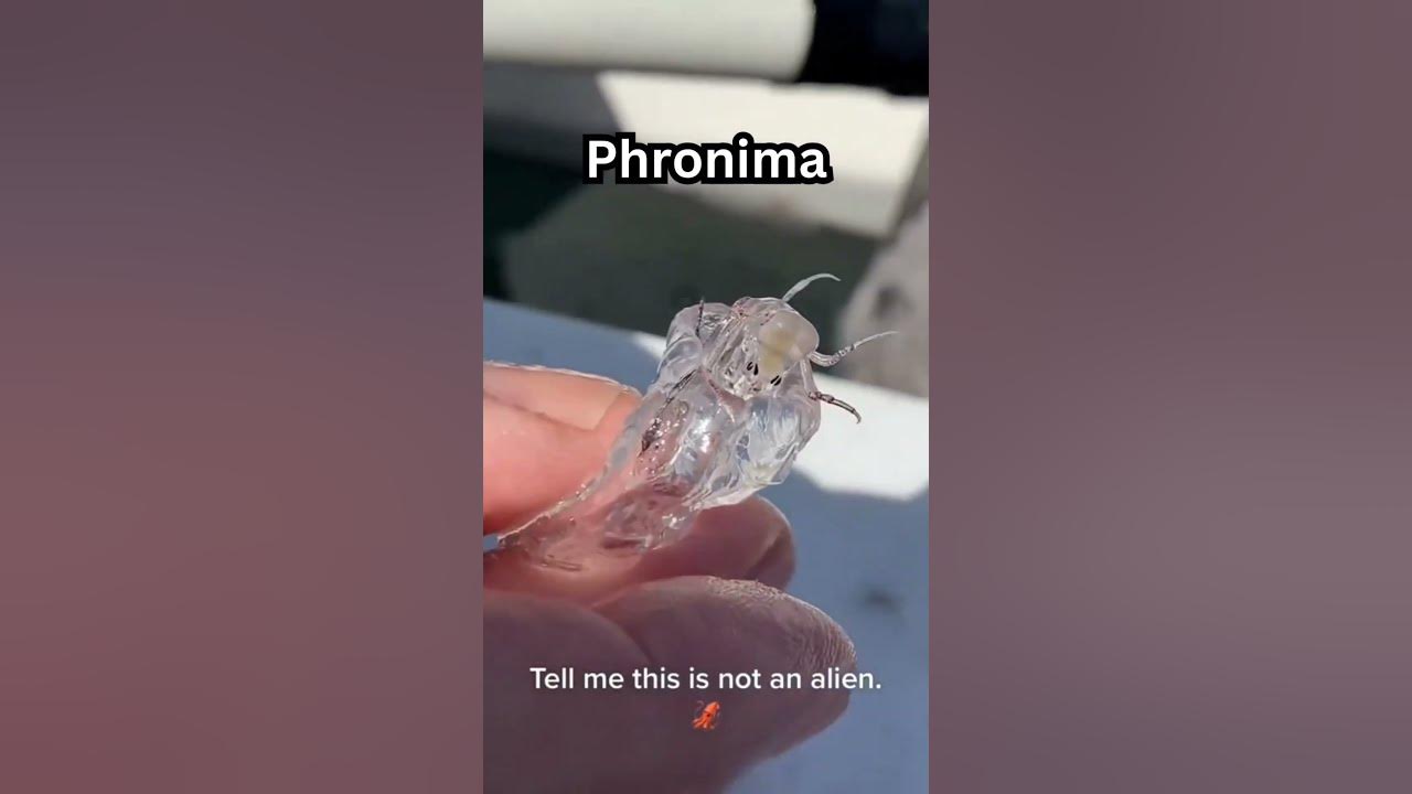 3 Rare Deep Sea Animals Caught While Fishing #shorts