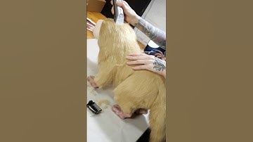 Building a Nix puppet in 4 weeks #starwarsoutlaws