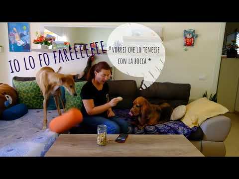 Video: Come Insegnare Al Tuo Cane A Portare Le Ciabatte
