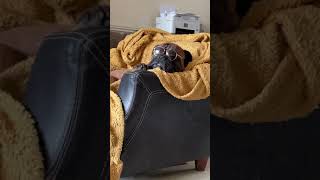 Bullmastiff Wearing sunglasses by U.K Bullmastiffs Staxonoby 145 views 2 years ago 1 minute, 18 seconds
