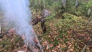 картинка: 27.09.25. Охота с руской гончей, первый взят!! 
