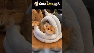 The Softest Sleeper on the Internet ☁️🐱