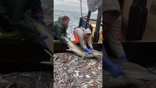 This is how sharks getting removed from a fishers boat🤯🤯 #animals #shorts #fyp